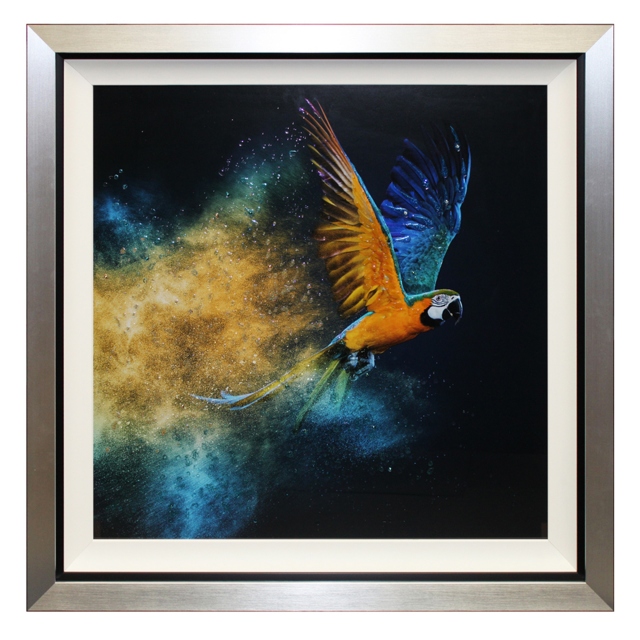 Flying Colours II Framed Print 1