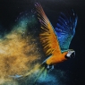 Flying Colours II Liquid Art Framed Print
