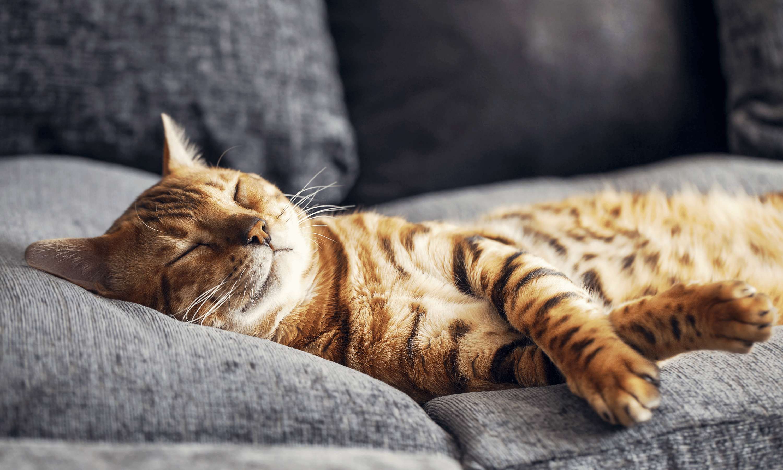 cat-asleep-on-sofa---cookes-furniture